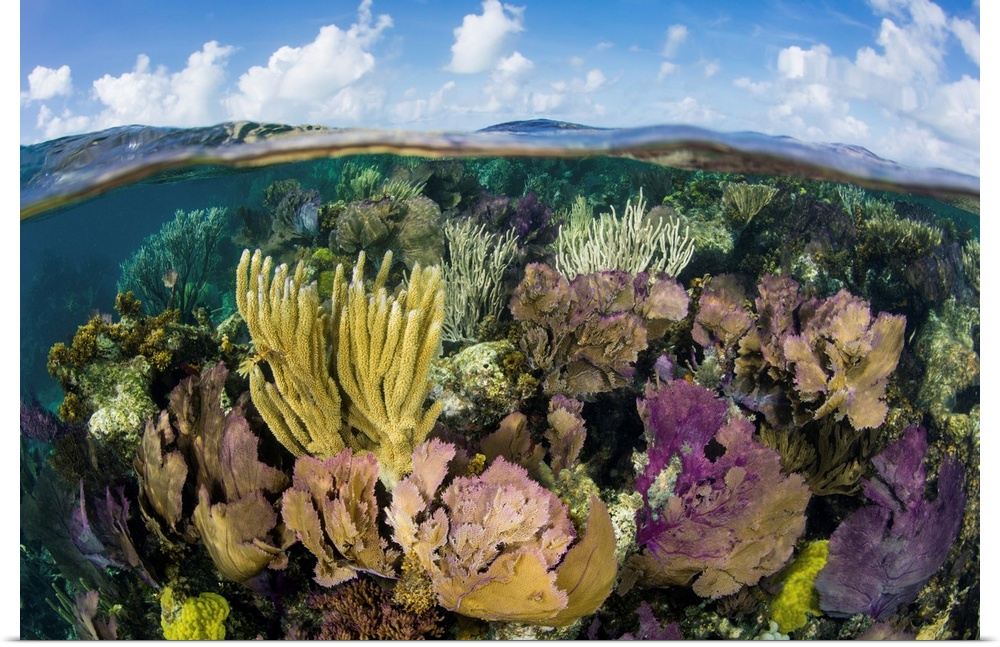 A split level view of a coral reef along the edge of Turneffe Atoll.
