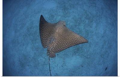 A spotted eagle ray swims over the seafloor near Cocos Island, Costa Rica