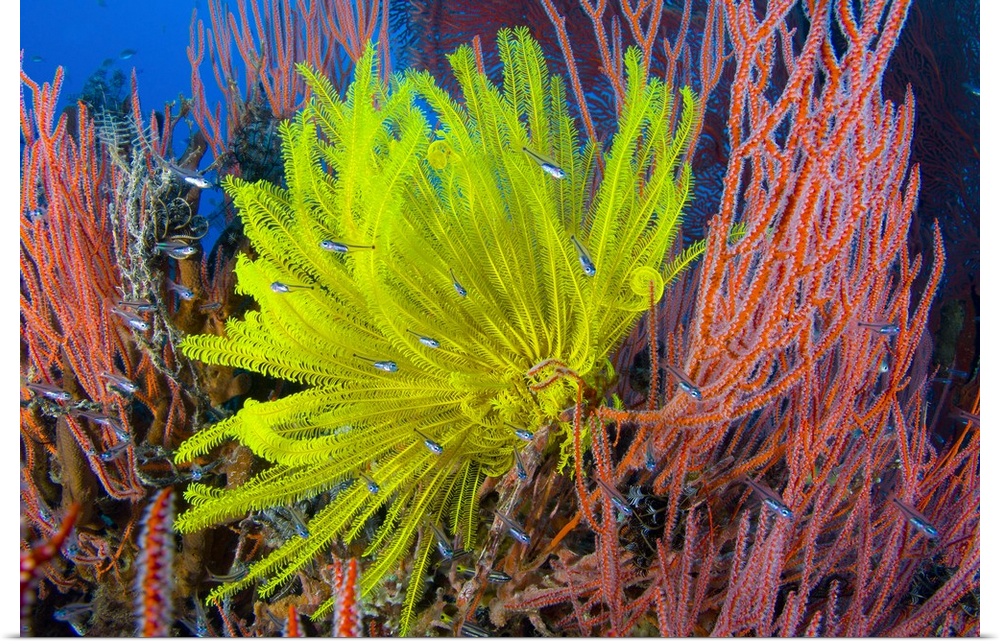 A yellow crinoid feather star against red fan coral, Papua New Guinea.