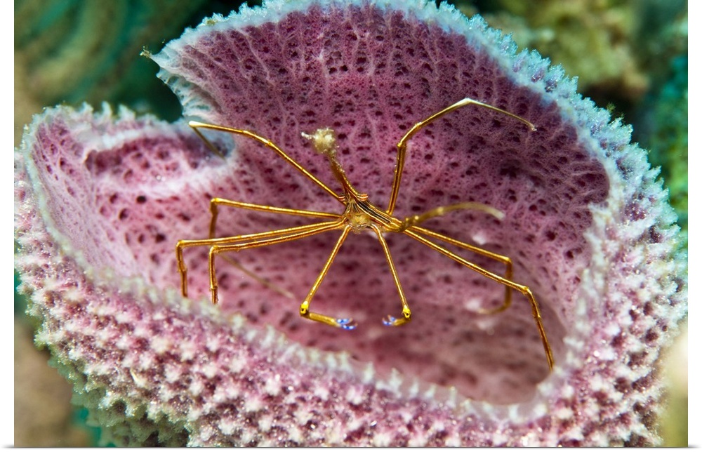 A yellowline arrow crab in a blue vase sponge in Caribbean waters.