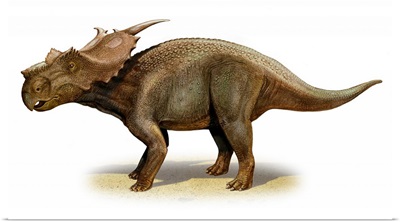 Achelousaurus horneri, a prehistoric era dinosaur