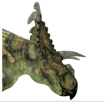 Albertaceratops dinosaur