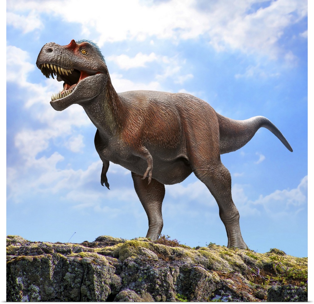 Albertosaurus sarcophagus dinosaur standing on a rock.