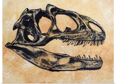 Allosaurus dinosaur skull
