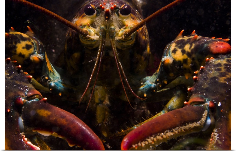 American lobster, front view, Maine.