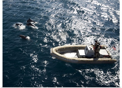 An Inflatable Boat Travels Alongside Dolphins In The Atlantic Ocean