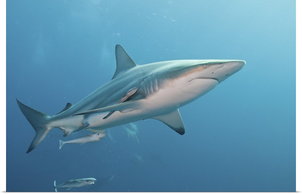 An oceanic blacktip shark with remora, South Africa.