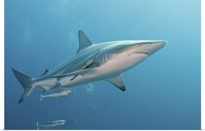 An oceanic blacktip shark with remora, South Africa