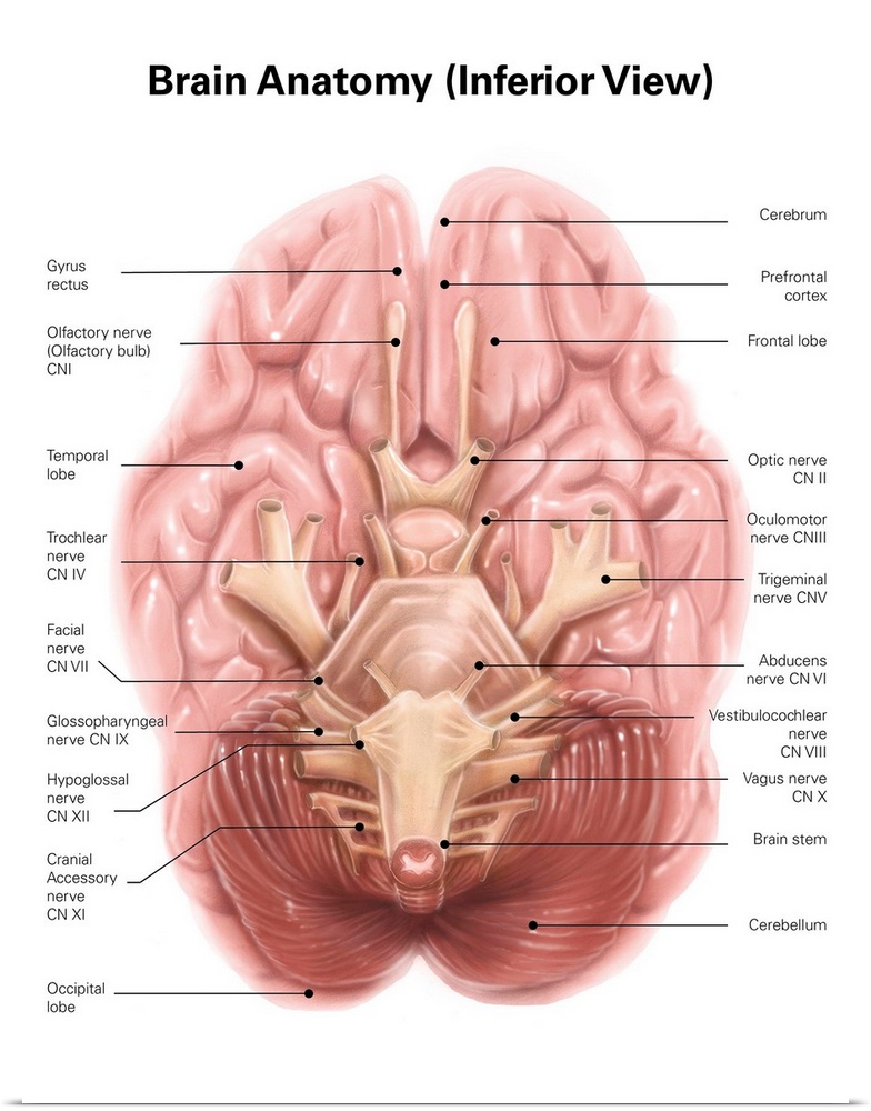 Anatomy of human brain, inferior view.