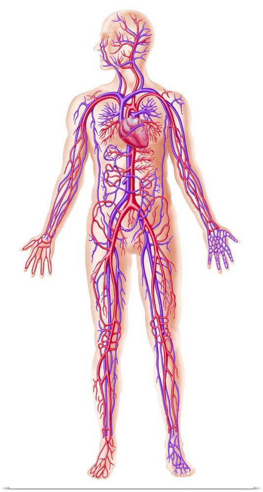 Anatomy of human circulatory system.