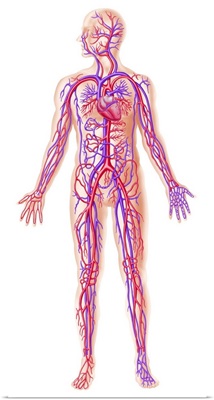 Anatomy of human circulatory system