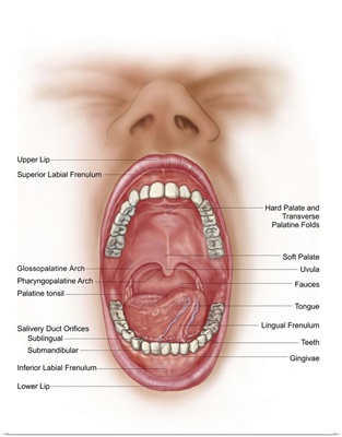 Anatomy of human mouth cavity