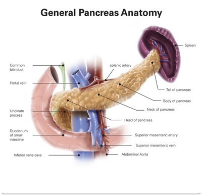 Anatomy of human pancreas, with labels