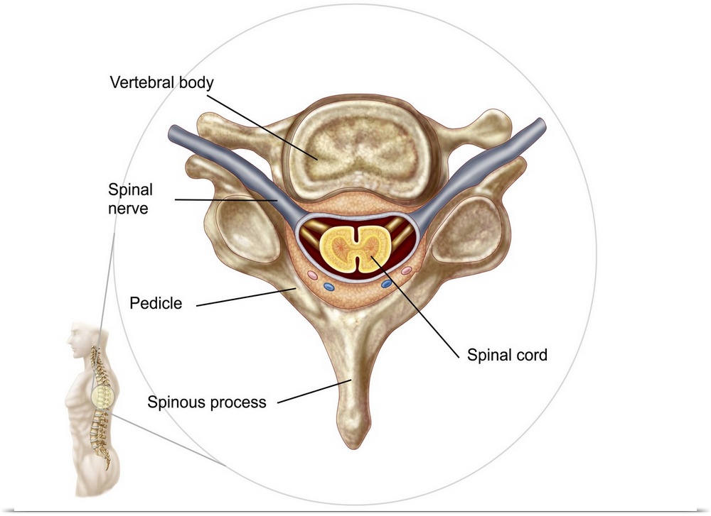 Anatomy of human vertebra.