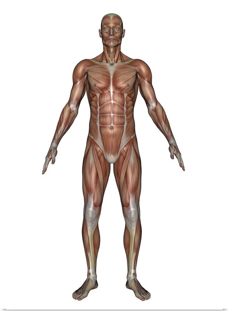 Anatomy of male muscular system, front view.