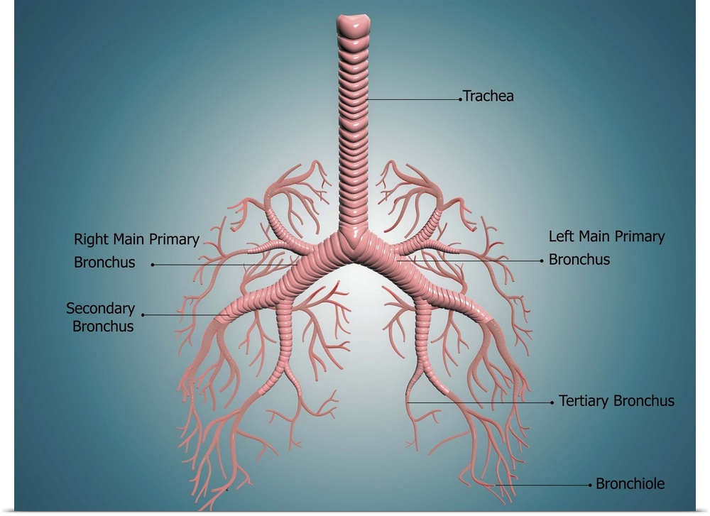 Digital illustration showing the structure of the bronchus and bronchial tubes. These pathways carry air into the lungs an...