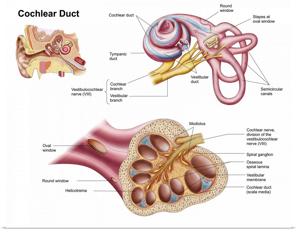 Anatomy of the cochlear duct in the human ear.