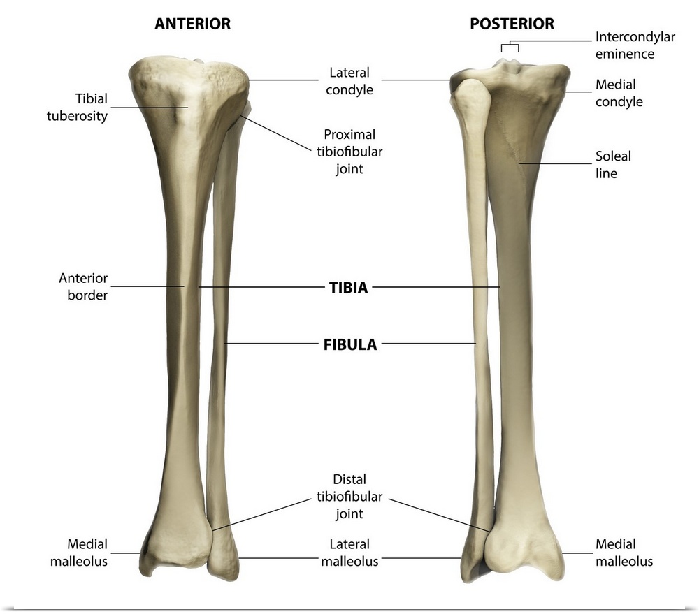 Anterior and posterior view of the tibia and fibula with labeling.