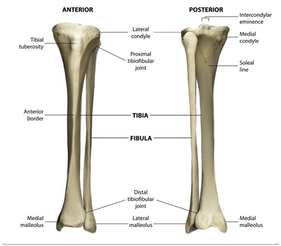 Anterior And Posterior View Of The Tibia And Fibula With Labeling