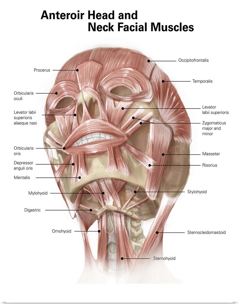 Anterior neck and facial muscles of the human head (with labels).