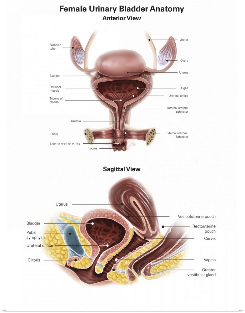 Anterior view and sagittal view of female urinary bladder.