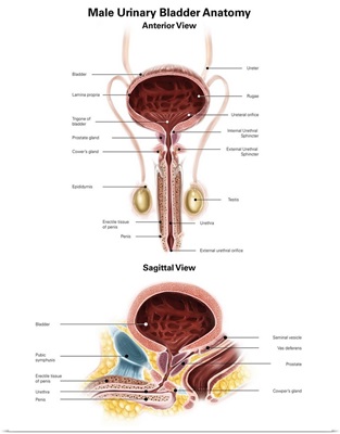 Anterior view and sagittal view of male urinary bladder