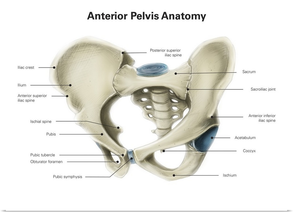 Anterior view of human pelvis, with labels.