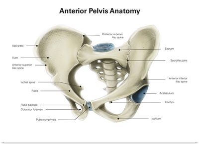 Anterior view of human pelvis, with labels