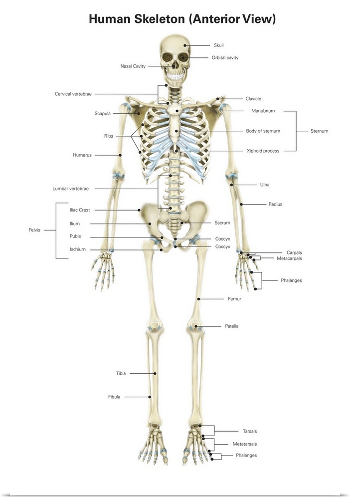 Anterior view of human skeletal system, with labels.