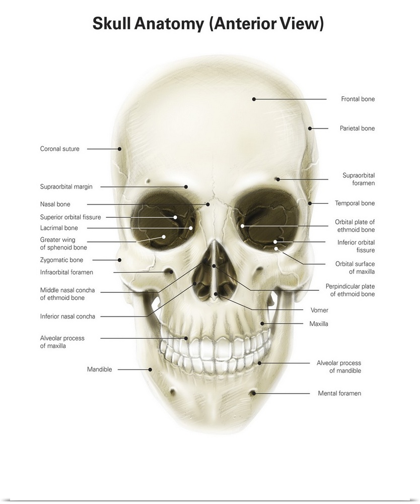 Anterior view of human skull, with labels.
