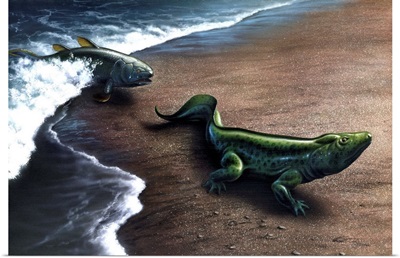 Artist's concept depicting the evolution of a lobe-finned fish to an amphibian
