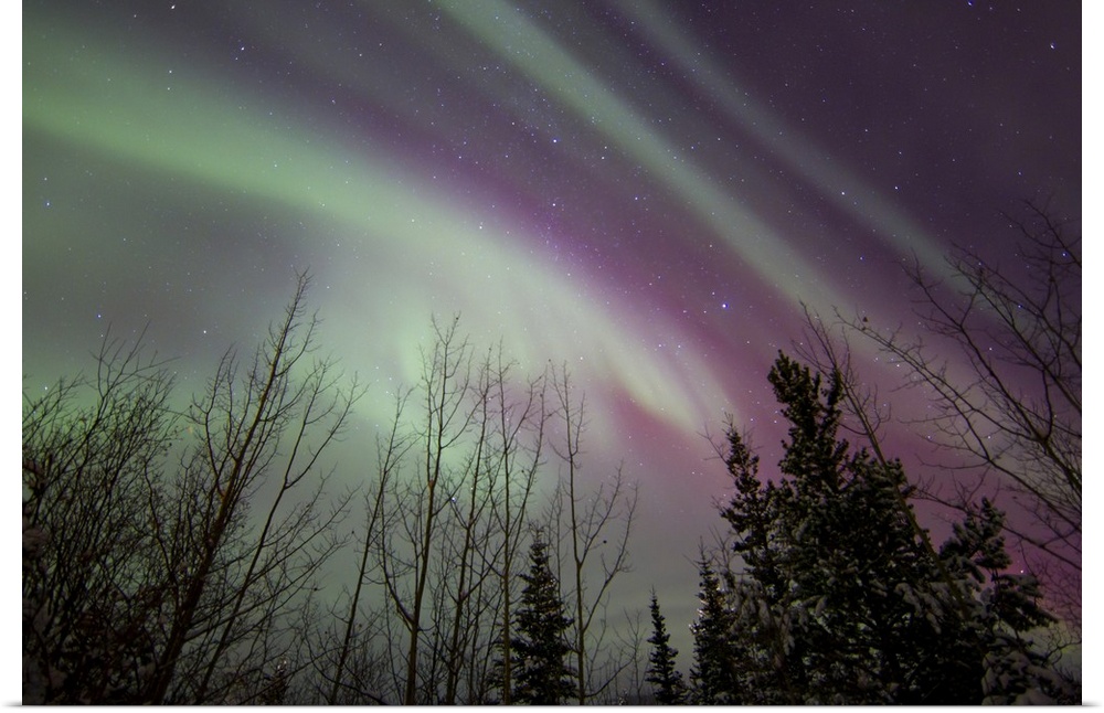 Aurora borealis with trees, Whitehorse, Yukon, Canada.