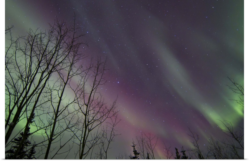 Aurora borealis with trees, Whitehorse, Yukon, Canada.
