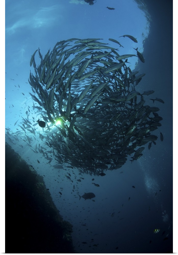 Ball of trevally on Liberty Wreck with sunburst, Bali, Indonesia.
