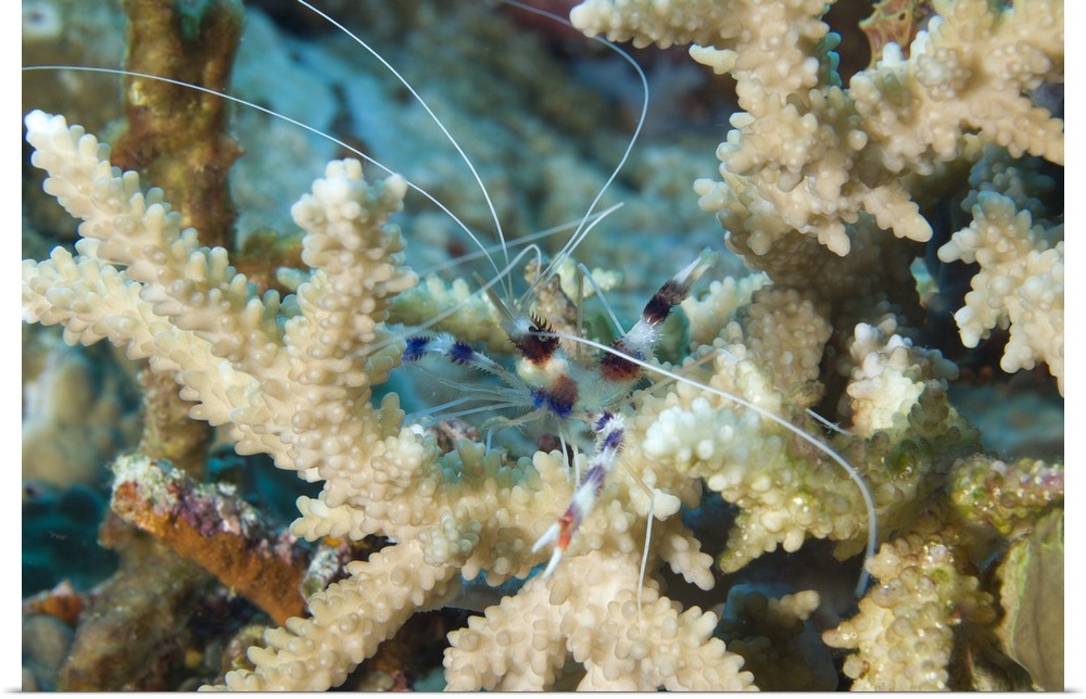 Banded coral shrimp amongst staghorn coral, Papua New Guinea.