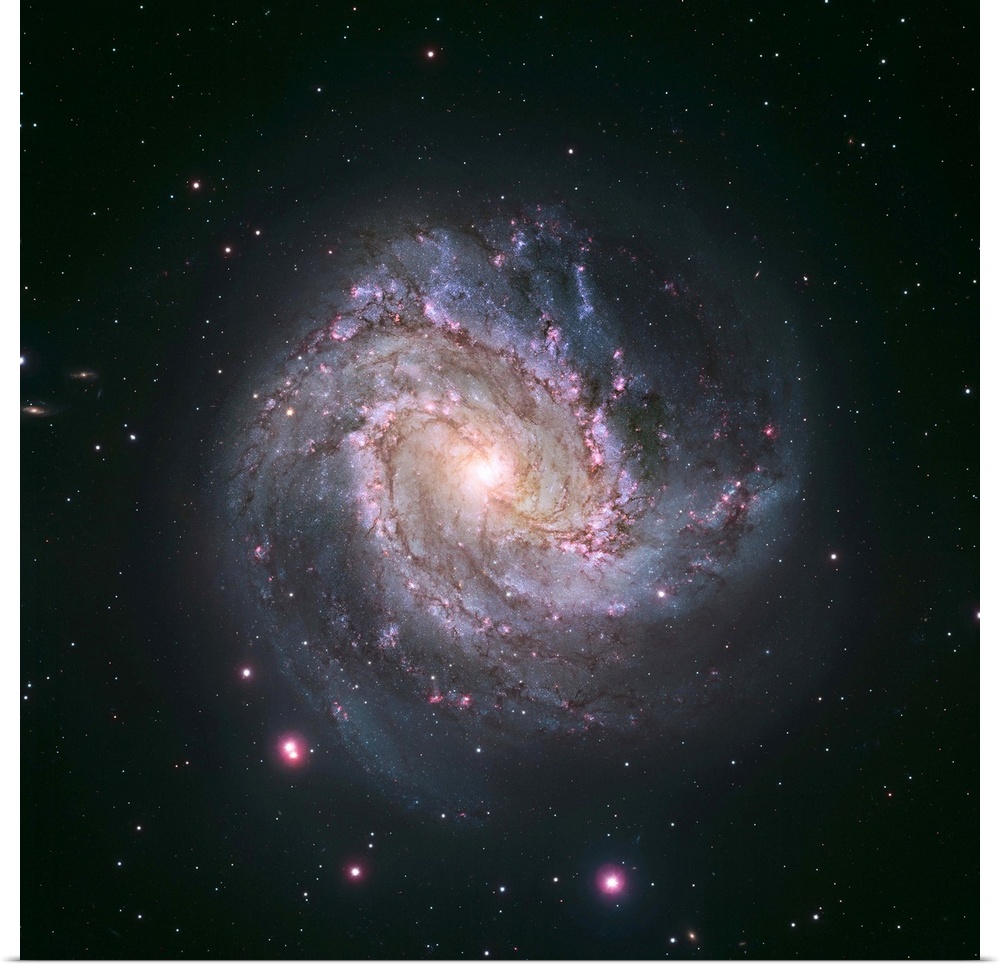 The vibrant magentas and blues in this Hubble image of the barred spiral galaxy M83 reveal that the galaxy is ablaze with ...