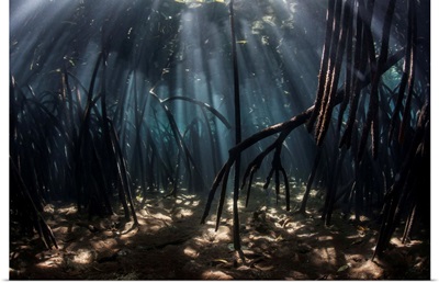Beams of sunlight filter among the prop roots of a mangrove forest