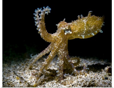 Blue-Ringed Octopus In Defensive Stance, Anilao, Philippines