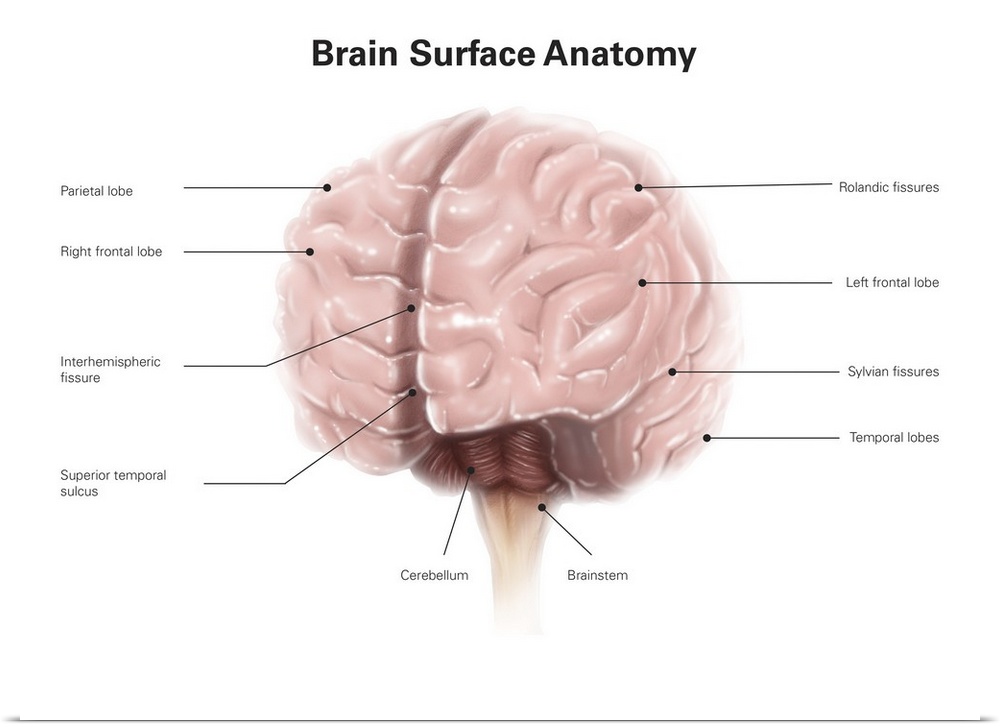 Brain surface anatomy, with labels.