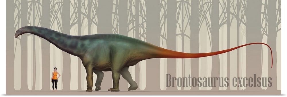 Brontosaurus excelsus size compatison to an adult woman.