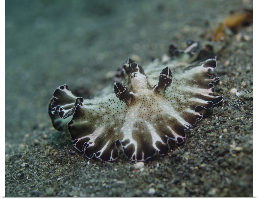 Brown and white nudibranch, Lembeh Strait, Indonesia.