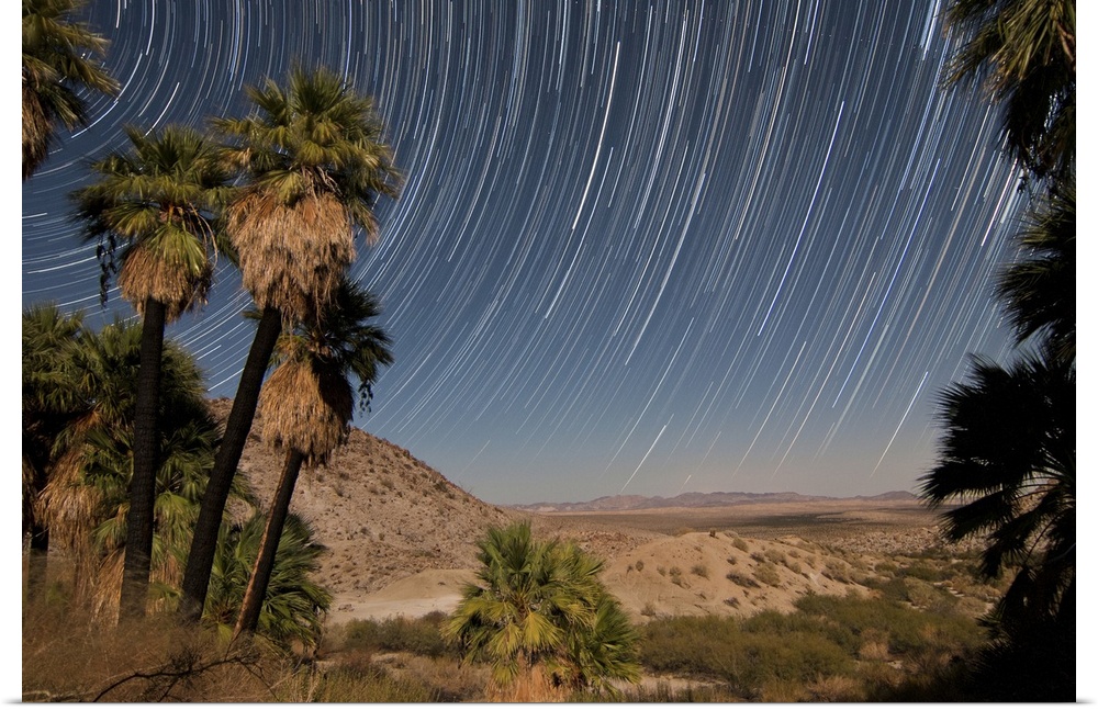 California Fan Palms and a mesquite grove offer a stark contrast to the barren desert landscape.