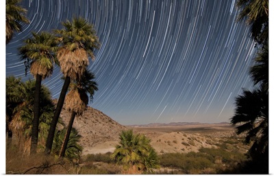 California Fan Palms and a mesquite grove in a desert landscape