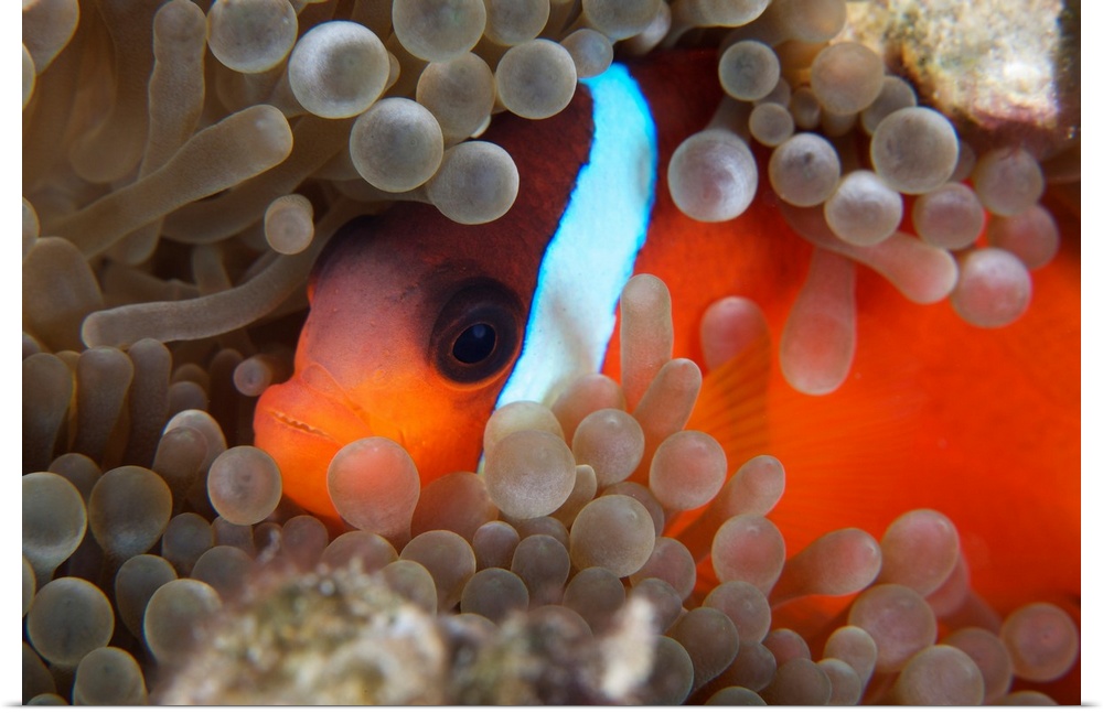 Cinnamon Clownfish (Amphiprion melanopus) in its host anemone.