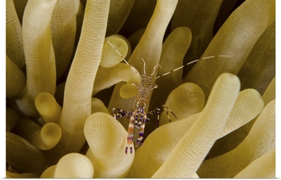 Cleaner shrimp on an anemone in Curacao