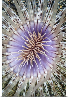 Close-up of a tube anemone