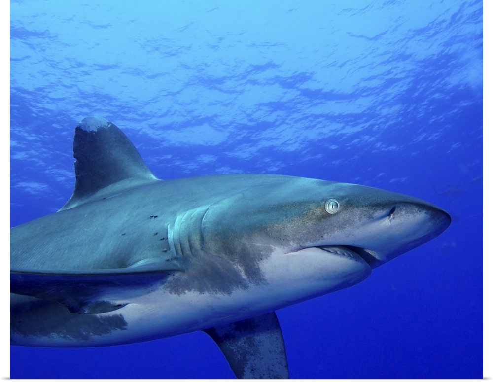 Close-up side view of an oceanic whitetip shark, Cat Island, Bahamas.