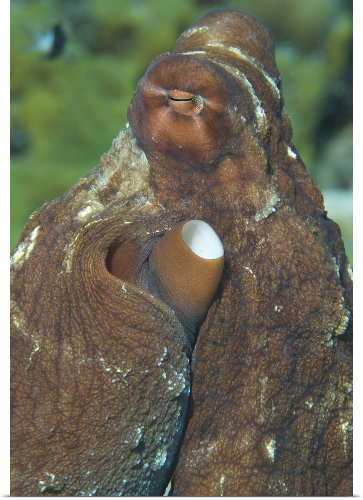 Close-up view of a common octopus, Kimbe Bay, Papua New Guinea.