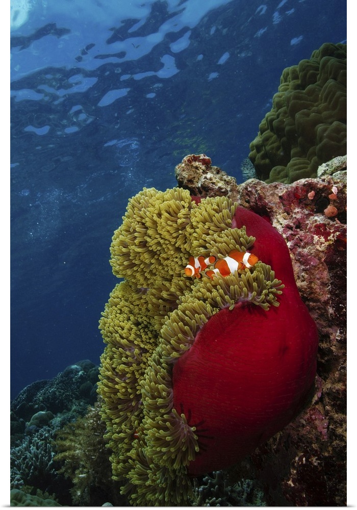 Clownfish inside a red and green anemone, North Sulawesi, Indonesia.