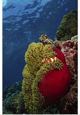 Clownfish inside a red and green anemone, North Sulawesi, Indonesia